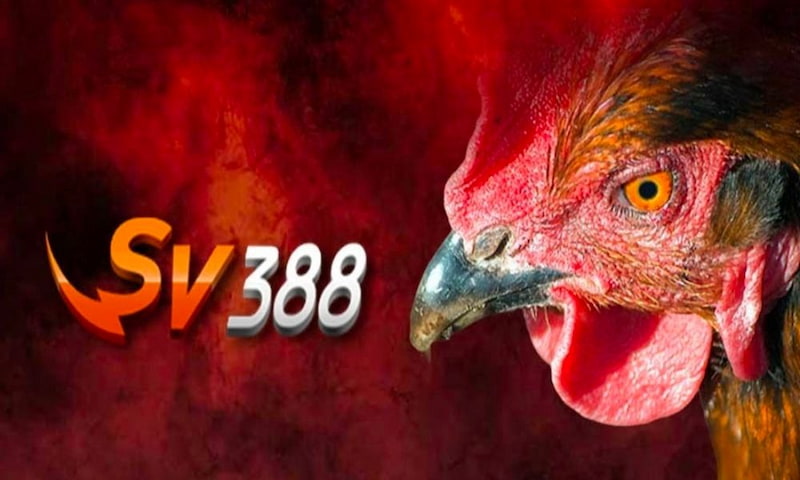 Sv388 là nhà cái chuyên về đá gà nổi tiếng